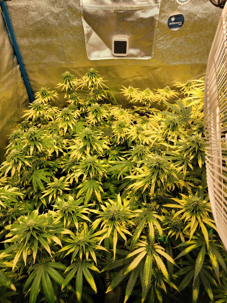 KC_Flower_Power tweet picture