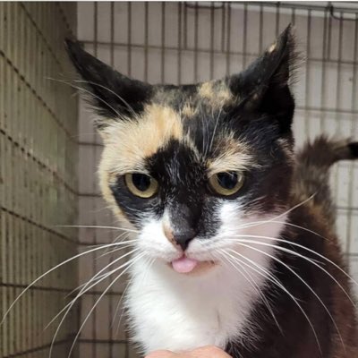 #NewProfilePic This is the latest photo of ‘Florence’ with her little tongue hanging out due to no front teeth 😢, but at least she has a chance of being adopted now ❤️