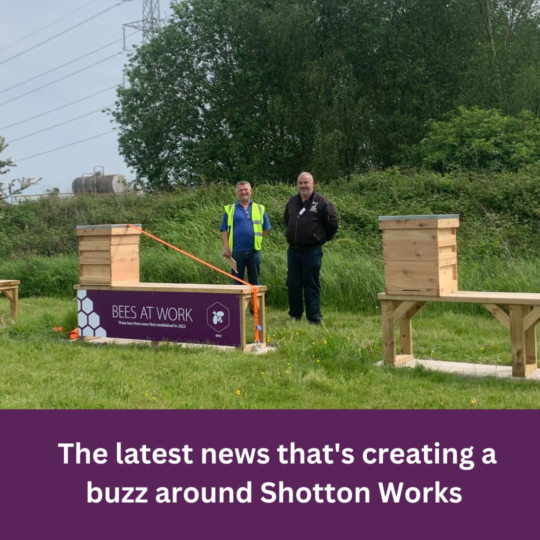 TataSteelUK's tweet image. Shotton Works, home of @Colorcoat®, is now home to a buzzing bee colony 🐝

The site has made yet another stride in its #Sustainability Commitment by building a hive for bees to live and pollinate in one of its many flourishing green spaces! 🌳 #Biodiversity