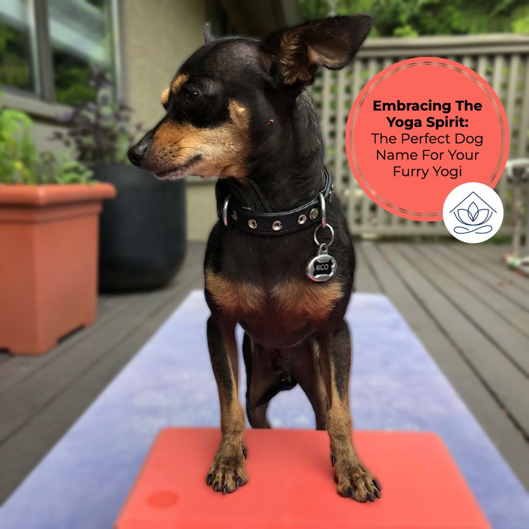 AsanaAtHome's tweet image. Picking a dog’s name can be a challenge. However, if you love yoga, there’s no better way to share your passion with your new puppy than by giving them a yoga-inspired name: asanaathome.com/yoga-dog-names/

#dog #yogadog #dognames #yoga