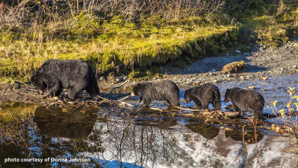 rmidirect's tweet photo. Wildlife Crossings Are A Win For Us All - NWF Is A Win For Your Next Campaign

https://t.co/hnCjiochQQ
https://t.co/xyykf3lHf0 https://t.co/cqgWWqrBAh