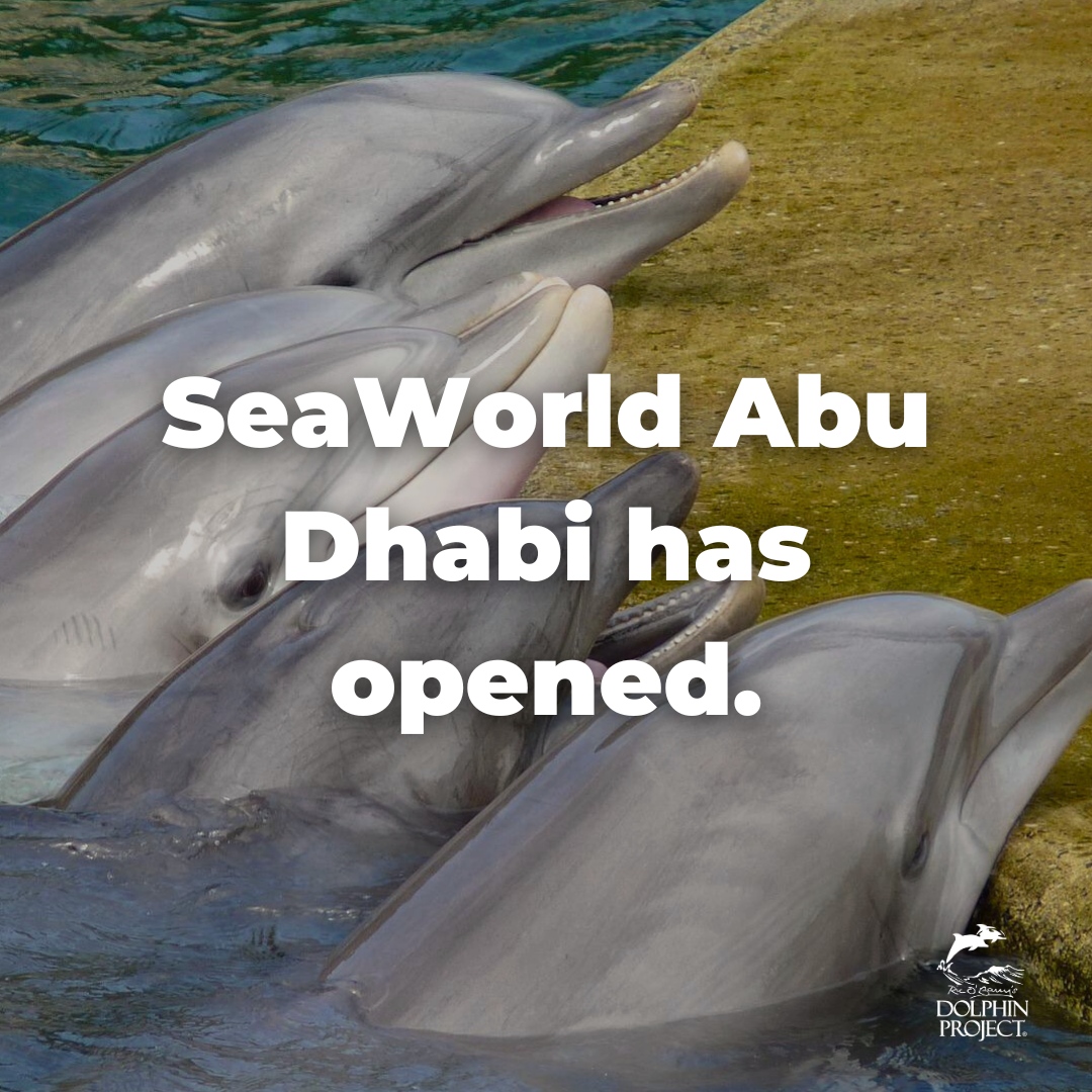 SeaWorld Abu Dhabi opened its doors on May 23, 2023. While the park does not have captive orcas, there are 24 bottlenose dolphins (data: Ceta-Base). Coyly listed at 'musical and inspiring [dolphin] presentations' it appears that they will be used in shows. bit.ly/FactsAboutCapt…