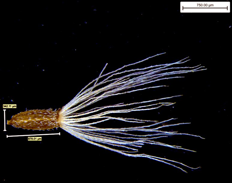 Honored to have received the <a href="/UTKBiology/">The Division of Biology, University of Tennessee</a> teaching award! 

The past 4 years of teaching have been a joy, and gave me a special window into the life of Tennesseans. Now for a year ahead of research and writing! 
#phdlife #utk #teaching #awardseason #research #science