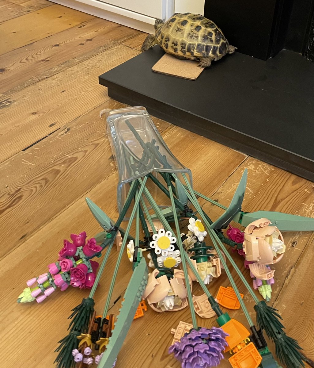 Gladys Beak 🐢 tweet media