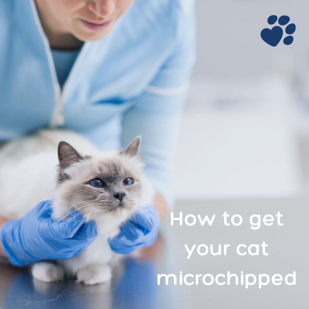 All domestic cats have to be microchipped by June 2024. Some of you may wonder, “how do I get my cat microchipped?” 
Click here to learn how to get your cat microchipped 👉ow.ly/i7Qq50OuAeI.
#CatMicrochipping #NewMicrochippingLaw #ProtectYourCat