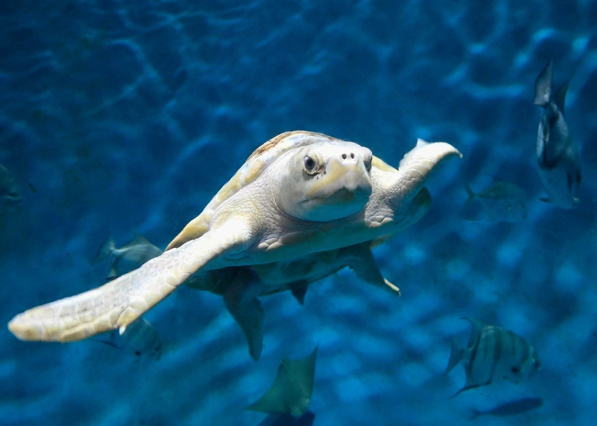 brookfield_zoo's tweet image. As part of #SafeBoatingWeek, Pistachio helps us understand why practicing proper boating safety is important when out on the open ocean.