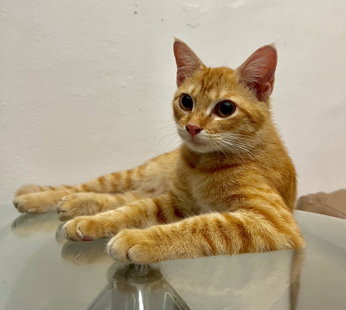 OPEN FOR ADOPTION✨

📍Pondok Aren, Tangsel

Hai kakak-kakak! Aku lg cari furrever home nih🤗 jenis kelaminku betina, umur kurleb setahun, &amp; lagi lincah-lincahnya. Aku cari adopter yg provet provaksin prosteril, taro aku indoor &amp; komitmen rawat aku selamanya. Yok DM ke mbak aku✨