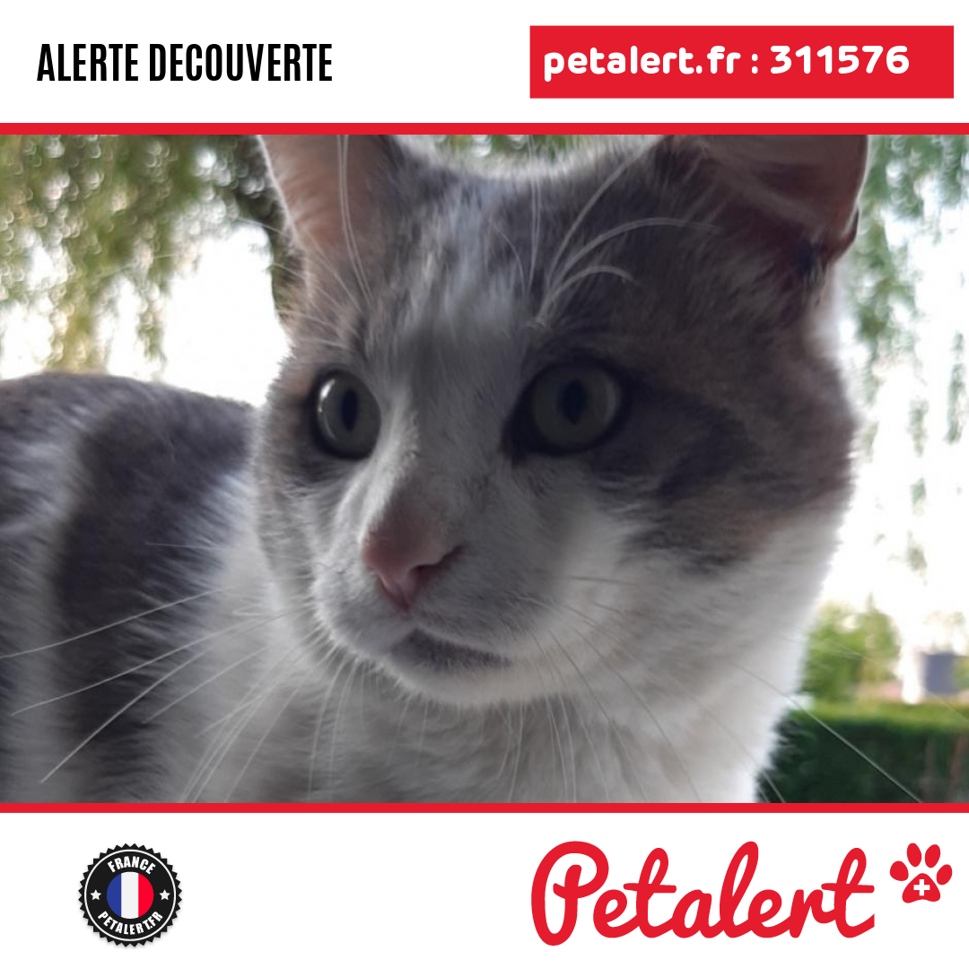 petalert_france's tweet photo. Trouvé #Chat #SeineEtMarne #DammartinEnGoele #Petalert  #PetAlert77 / https://t.co/lFhol7Fe8L https://t.co/QZv1QT0t63