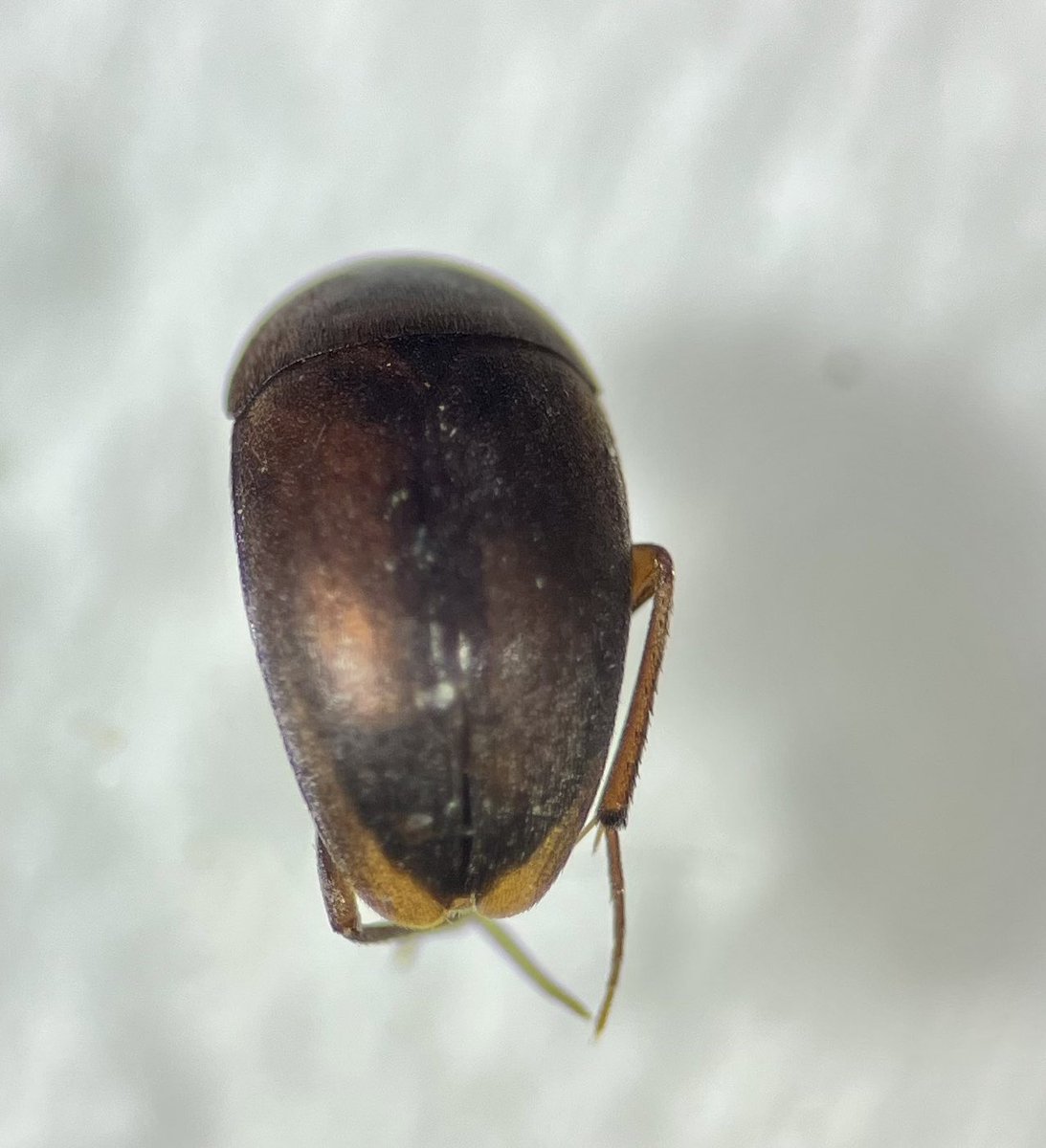 thiswordistaken's tweet photo. I think I have just keyed out Nycteus meridionalis. If I have I’m quite excited about this cute little fungivore as there’s only 13 occurrences on #iRecord it’s a 5,5,5 formula! From woody debris. #beetle @ColSocBI https://t.co/QNO03eP2nU