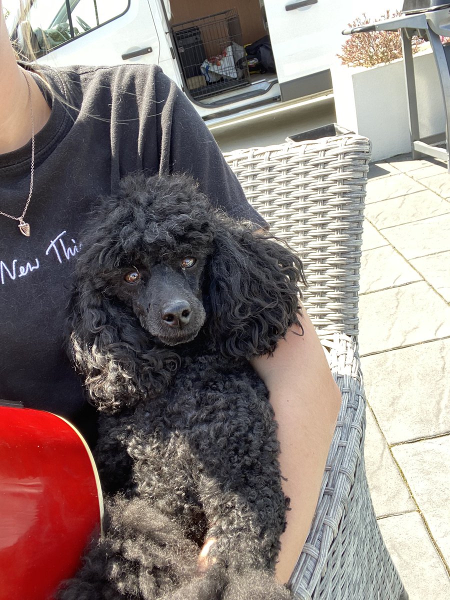 yayyxx's tweet photo. and yes, to those wondering, that dog is 90% of my camera roll https://t.co/pefGVqgYks