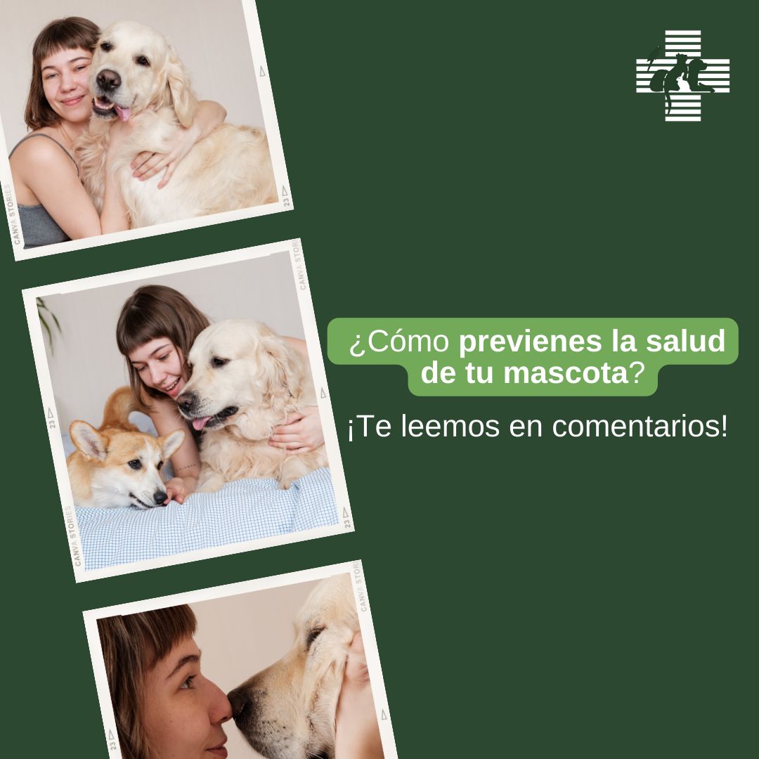 EquipVeterinari's tweet photo. 🐶 😸Tomar medidas preventivas 🔎como vacunar, desparasitar, proporcionar una dieta equilibrada, hacer ejercicio regularmente, llevar a nuestras mascotas a revisiones veterinarias regulares, entre otros, puede ayudar a prevenir problemas de salud.
#CVCornella #SaludMascota https://t.co/eCVI7f2wPp