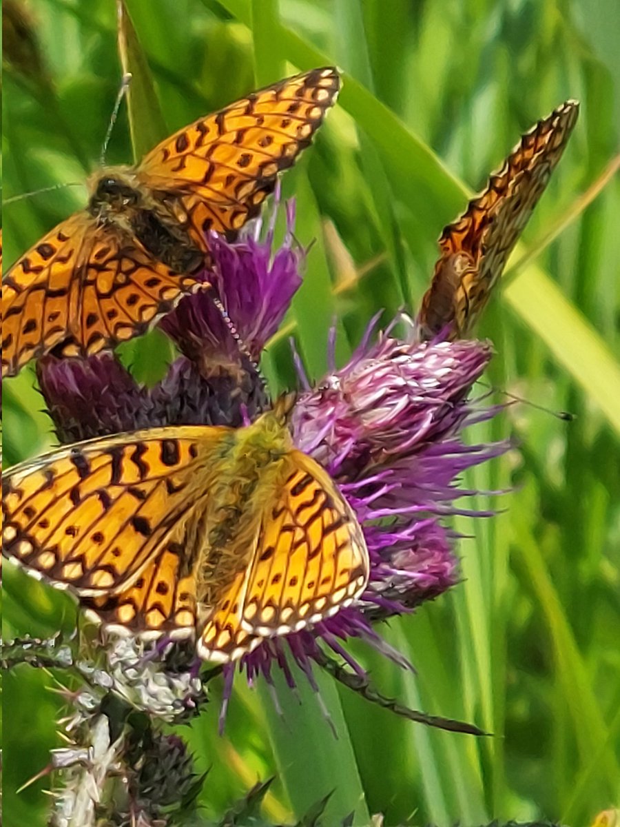 Vrijwilliger zijn bij NM in #DeWieden is geen straf. 🎊 @BCDeWieden @Natuurmonument