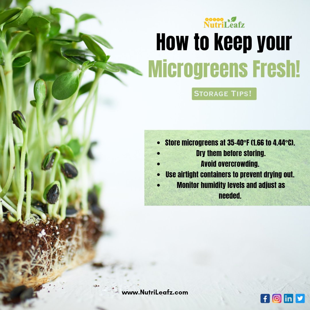 Let's learn some facts about microgreens ☘️☘️ 🌱🌱

#hydroponics #hydroponicgarden #microgreensfarm #microgreensbusiness #microgreens🌱🌱🌱 #microgreensforlife #microgreensalad #sustainablelifestyle #sustainablefarming