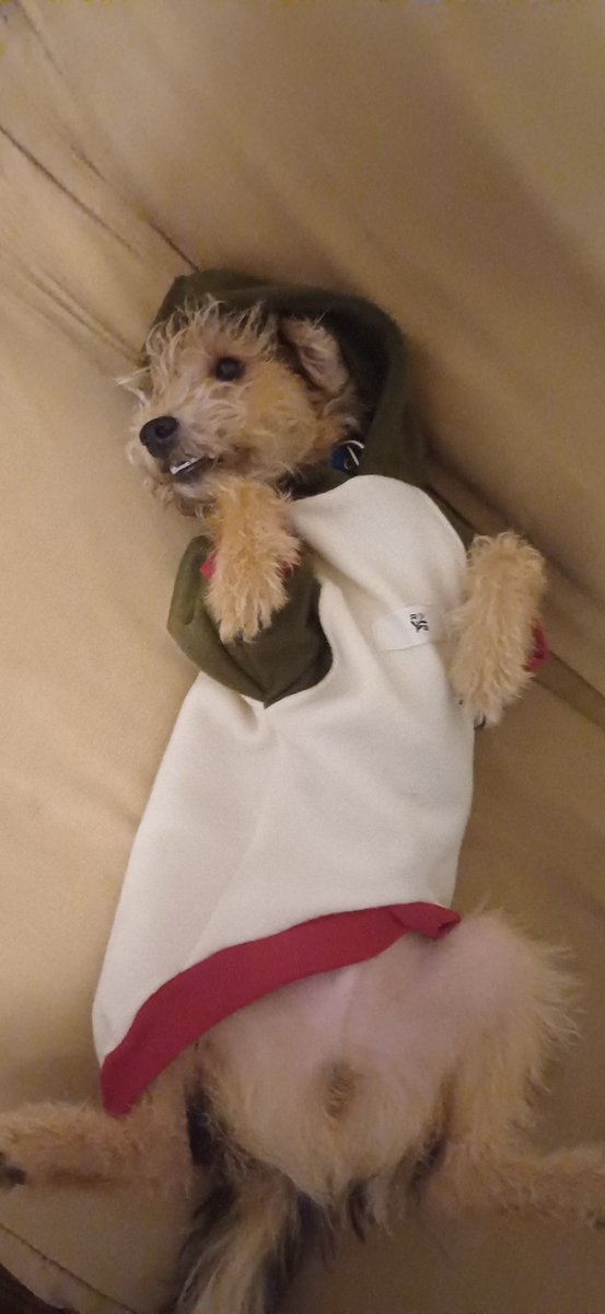 Mi perro tiene toda la facha pa