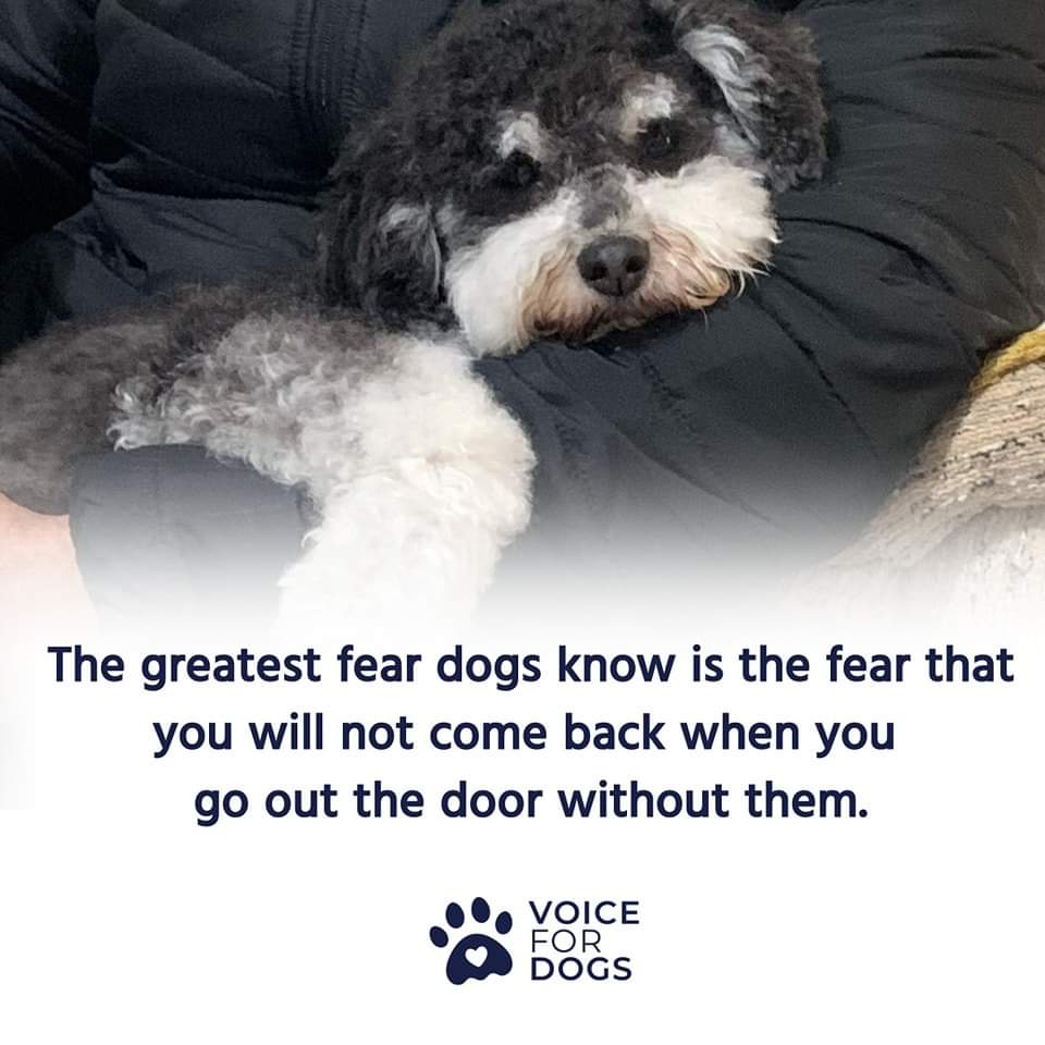 VoiceForDogsOrg's tweet image. Greatest fear of dogs
#Fearofdogs #Dogsarefamily #dogslove