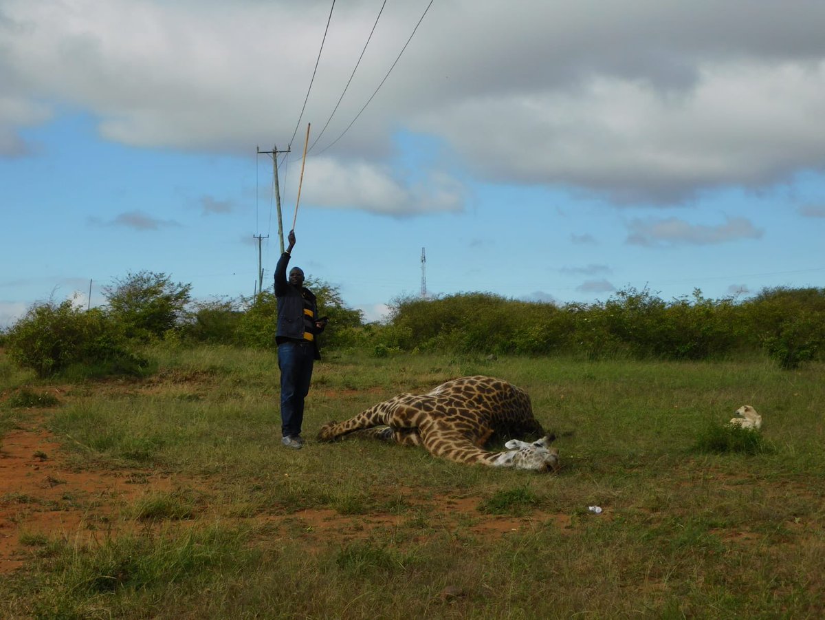 Earlier today a male adult giraffe was struck by a low hanging power line in Naretunoi Conservancy. The Conservancy is a dispersal area for wildlife from <a href="/KWSNairobiPark/">Nairobi National Park</a> and hosts hundreds of Masai giraffes. 

We call upon <a href="/KenyaPower_Care/">Kenya Power</a>  to inspect &amp; rectify the  power lines