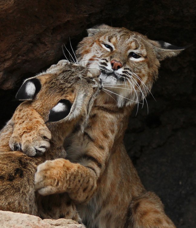 FlashWhite_'s tweet photo. Fluffy hugs :3 https://t.co/hxEyi9vmgw
