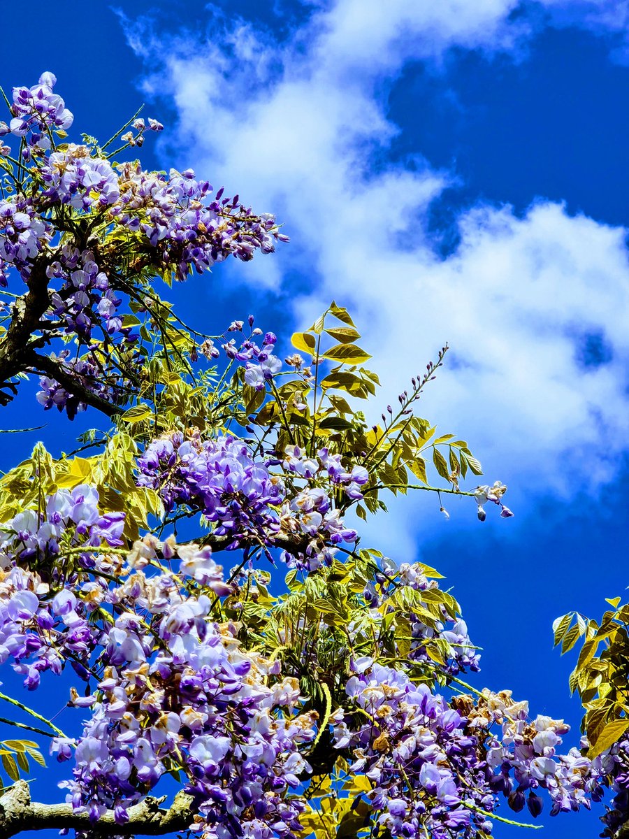 How's that for a vibrant splash of blue and purple 😍

#wisteria #blue #purple #blueskies #flowers #garden #trelissickgardens #nationaltrustsouthwest #naturephotography #raw_uk #cornwall #lovecornwall #lovewhereyoulive #artdabsimages