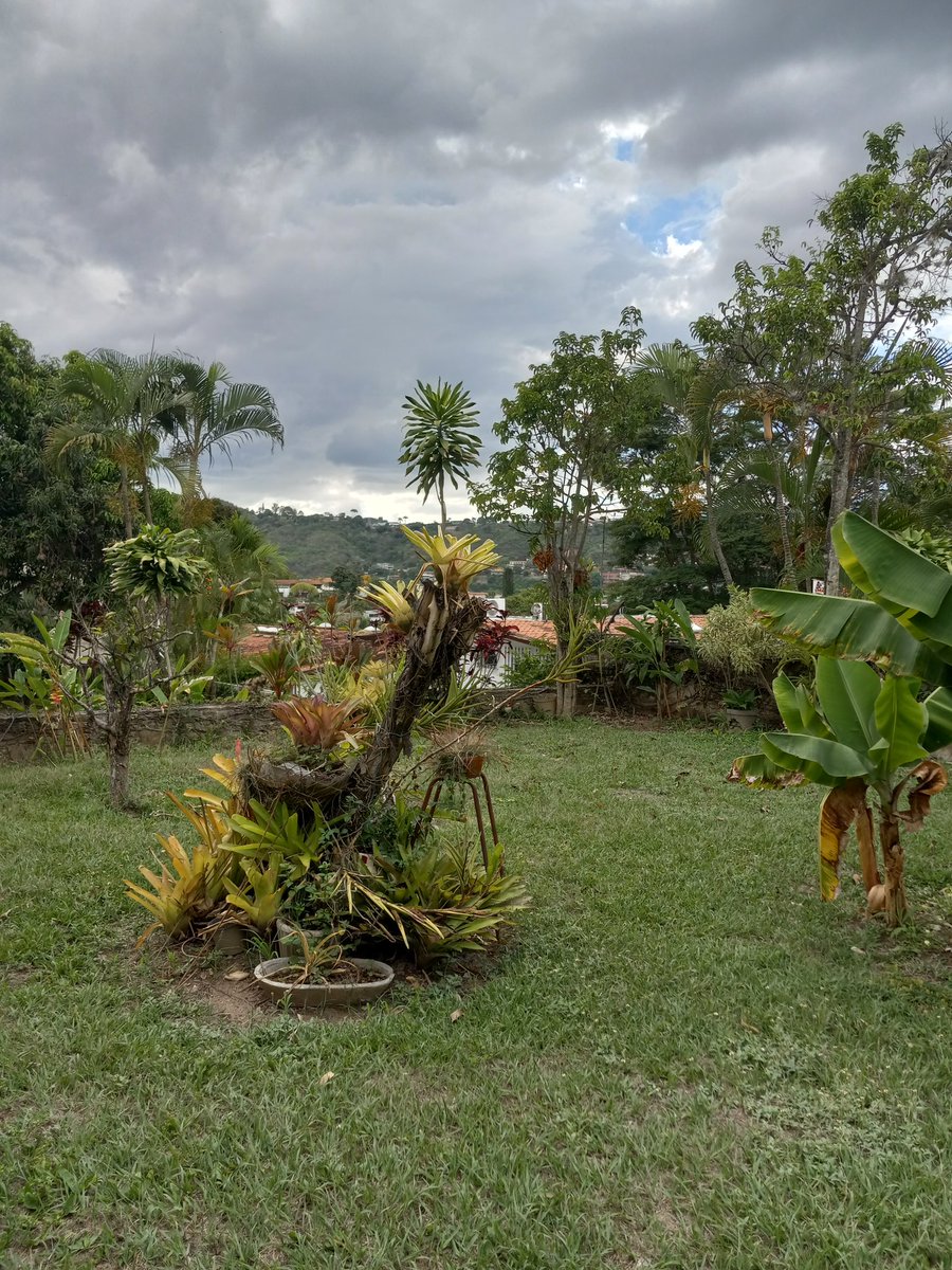 pattyorchard's tweet photo. Good morning sweet Twitter family from Caracas, wishing you all an enchanted day filled with tons of love and joy. I took this photo yesterday at my friend's house, they have this lovely view, garden and mango trees. Much love to all 💕🥰🌹❤️🌞🌼☕️☕️😎
#isitwednesday? https://t.co/qhx9twYSzu