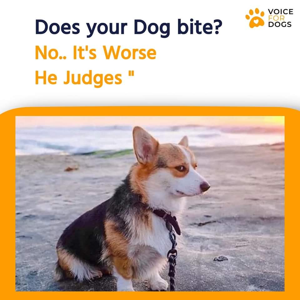 VoiceForDogsOrg's tweet image. Dogs judge better!
#dogsjudginghumans #dogsaresmart #dogsdontbite