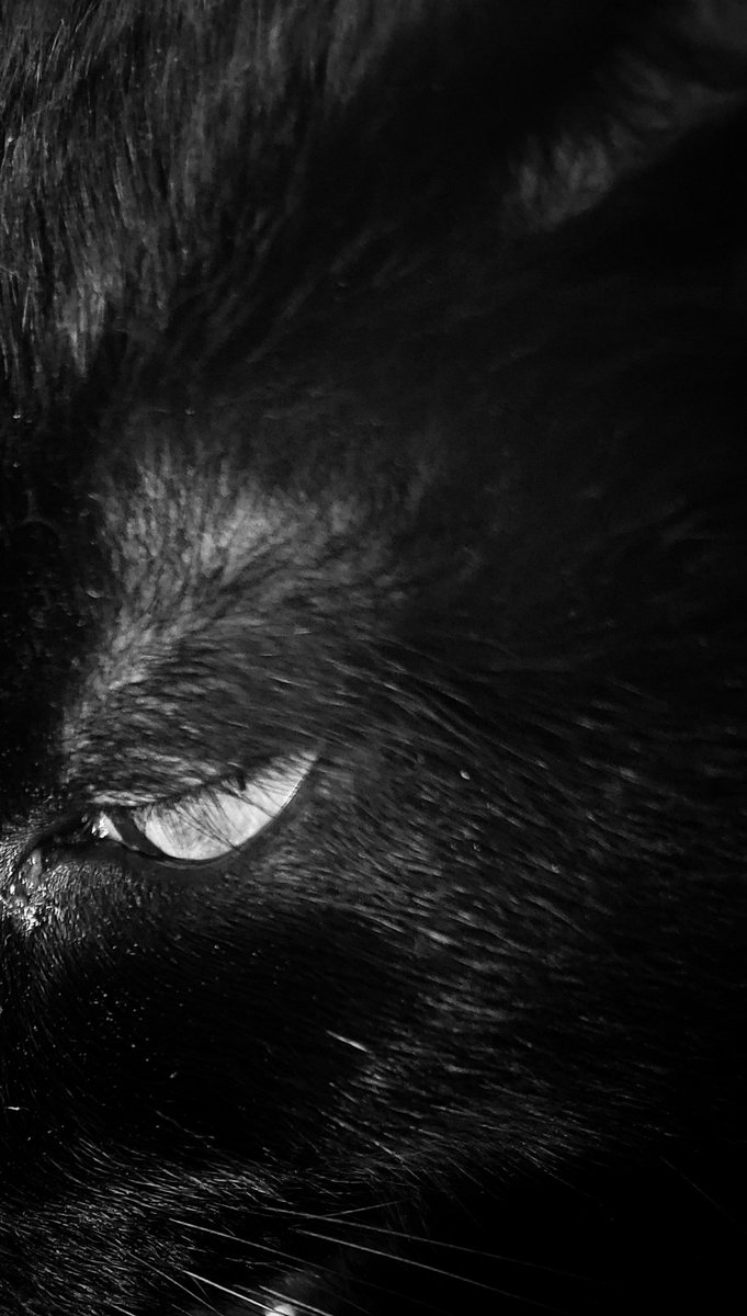 #blackandwhitephotography #blackcats  My Alex ❤️ #cats #calicocrew #photography