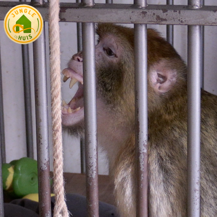 Stichting AAP tweet media