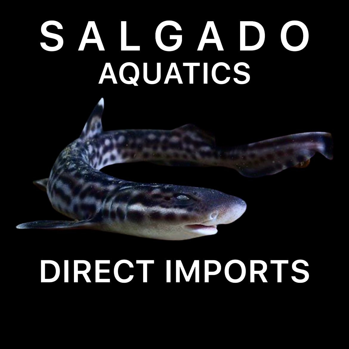 BAMBOO SHARK 🦈

SALGADO AQUATICS Direct Imports
WYLIE, TEXAS

Email: DirectImports@SalgadoAquatics.com

#Shark #BambooShark #Fishtank #Tanks #Saltwaterfish #MarineFish #Marinealife #Fish #Aquarium #AquariumLife