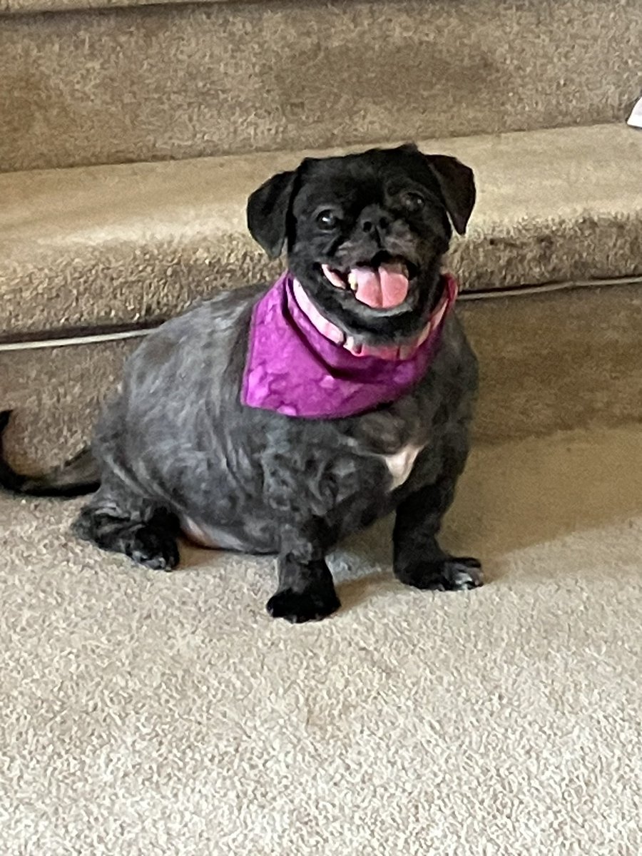 Look who got her spring makeover! Fashion tip:  The jaunty scarf pulls the eye away from the barrel-like midsection.
❤️