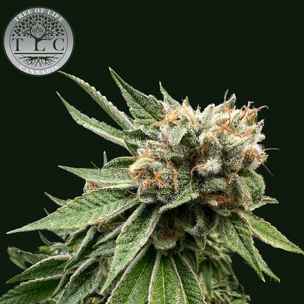 Grape Stomper 🍇

#micanna #michigancannabis #craftcannabis #craftorganic #organiccannabis #organics #livesoil #livesoilcannabis #treeoflifecannabis #legal #legalcannabis #michiganlegal #grapestomper #tricomes #trichome #tlccannabis #cannabisfeatures