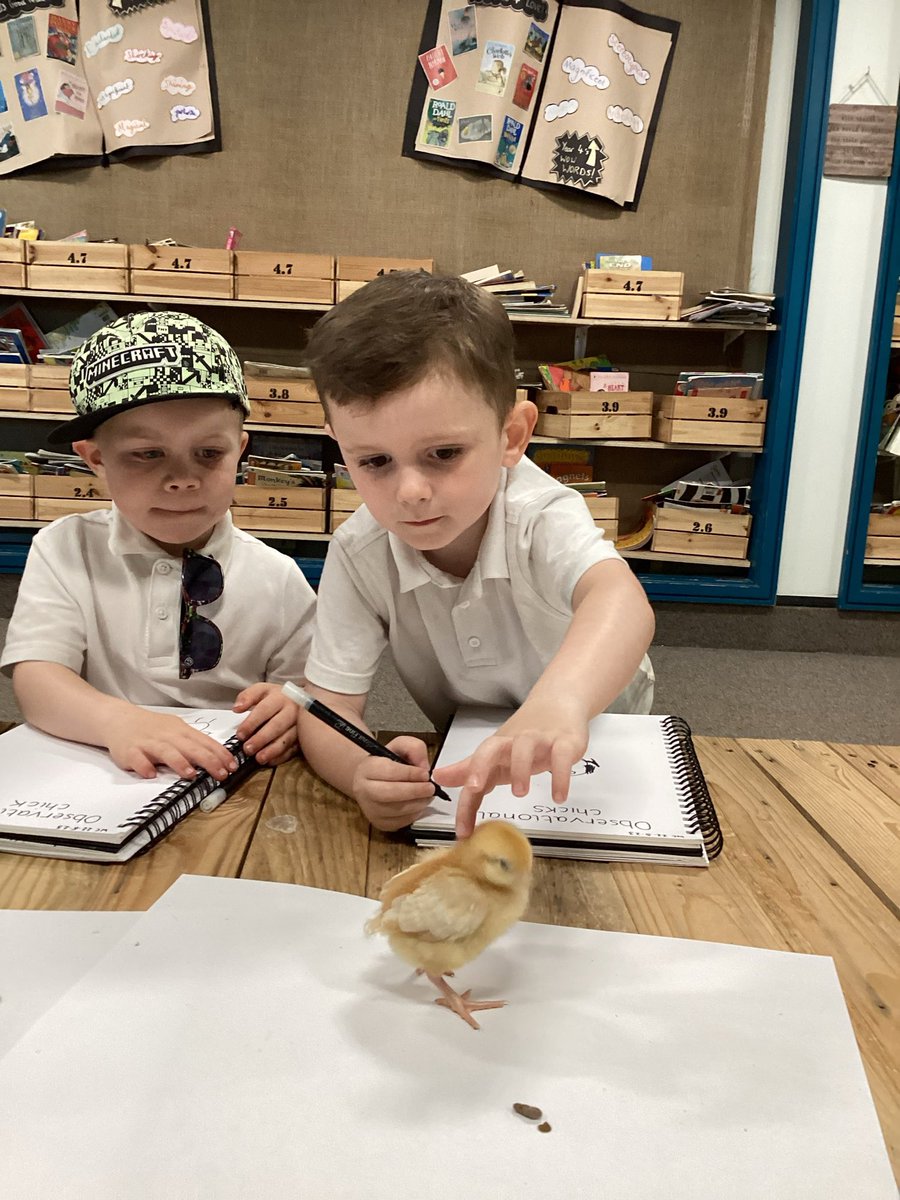 WillowtownPri's tweet image. Observational drawings of our chicks 🐥 #WillowtownwayR #WPSexpressivearts