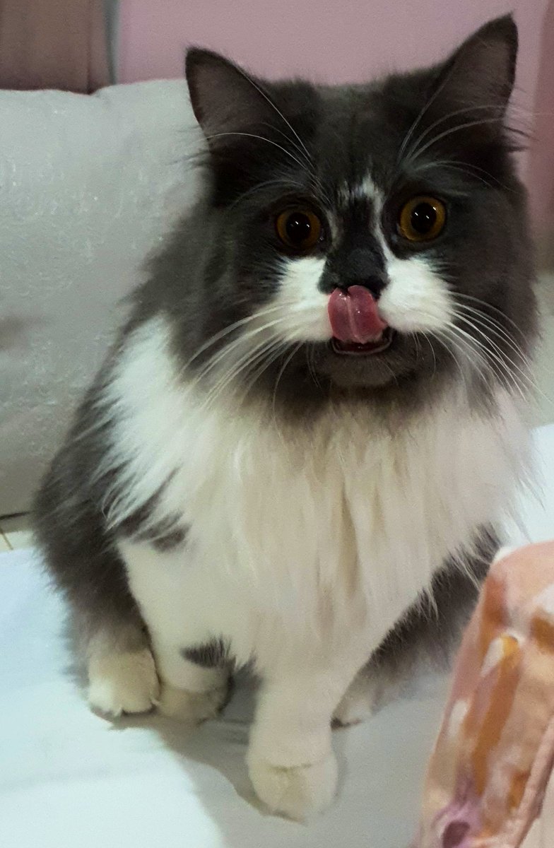 cats being weird little guys 👅 tweet media