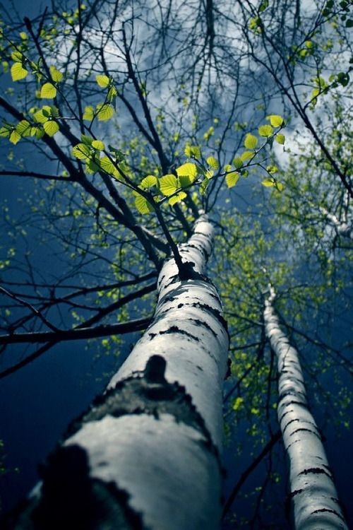 Trees (@treespics) on Twitter photo 