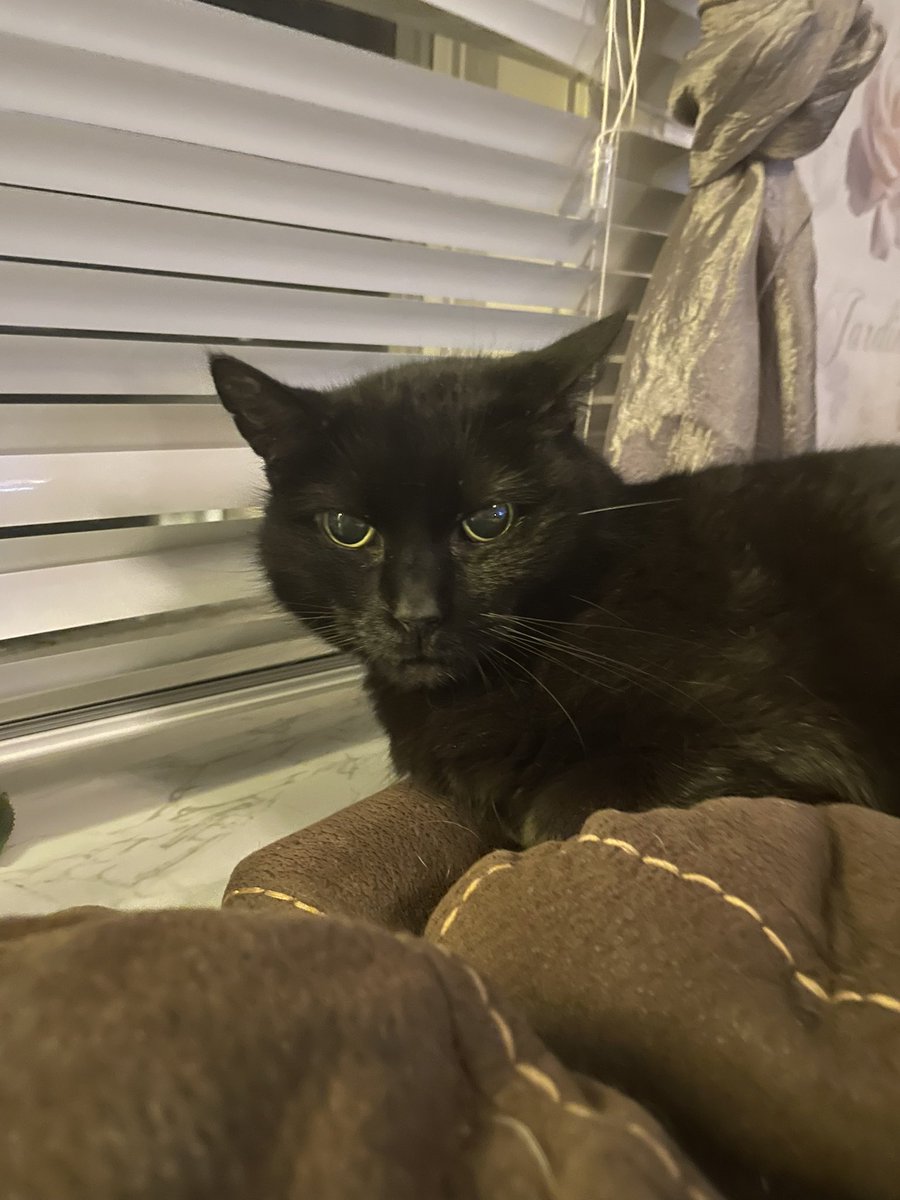 SabinaSwe's tweet photo. @sammeegiles All cats are d*cks🤣 This one just hated me because I accidentally woke her up when I sat down in the couch… https://t.co/iwSKcpQ4J5