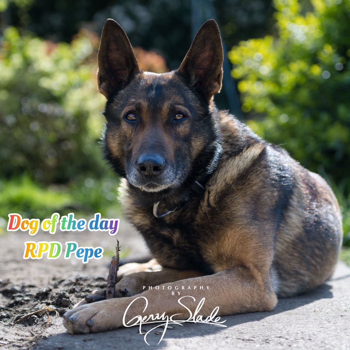 Our dog of the day today is RPD Pepe.

It’s with a heavy heart that we share with you that Pepe has sadly crossed the rainbow bridge🌈. Our thoughts are with his family at this sad time😢

Thank you for your service🐾💙🐾
#WeWillRememberYou 

@byGerrySlade @MODPolice