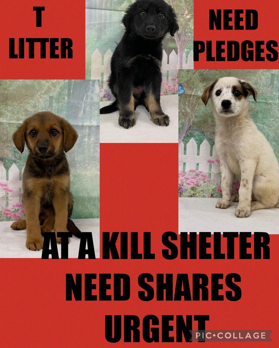 carawil17888192's tweet photo. Will be euthanized 4 space 

Rescue interest needs pledges ❗️ 

They will need 500.00 each to vet &amp; transport them 

FOUND THROWN OUT ON THE STREETS 

3 mth
Mix
TASSO
#A52675328
TIRO
#A52675462
TIMI
#A52675467 

Mount Pleasant Animal Shelter 
Mt Pleasant, TX 

 #rescue #adopt https://t.co/n1gd2rFWMS