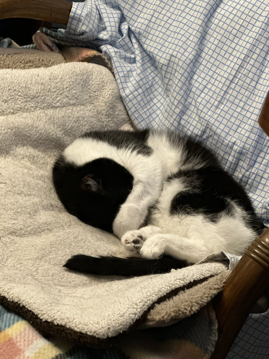dka86's tweet photo. @Slootbag I have one of those too. Meet Peanut. https://t.co/xMPYQFbgQ9