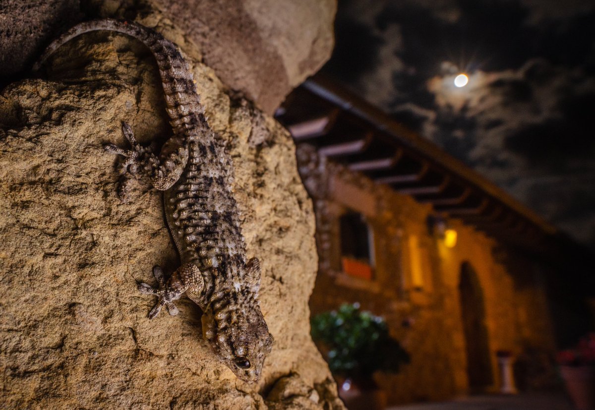 Parlem de dragonets!🦎

A Catalunya podem trobar dues espècies: el dragó rosat (Hemidactylus turcicus) i el dragó comú (Tarentola mauritanica). Llegeix l’enfilall per aprendre sobre aquests animals.👇🏾🧵