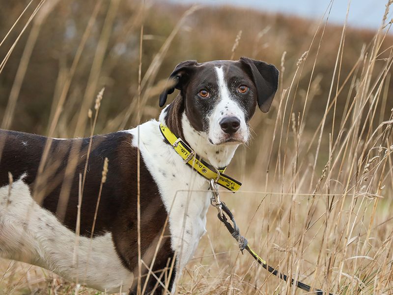 Please retweet to help Stan find a home #LEEDS #England   Stunningly beautiful, Pointer aged 5-7.    SADLY LONG OVERLOOKED 🌟
He needs an experienced adult home as the only pet.

DETAILS or APPLY👇dogstrust.org.uk/rehoming/dogs/……
#dogs #animals #pets