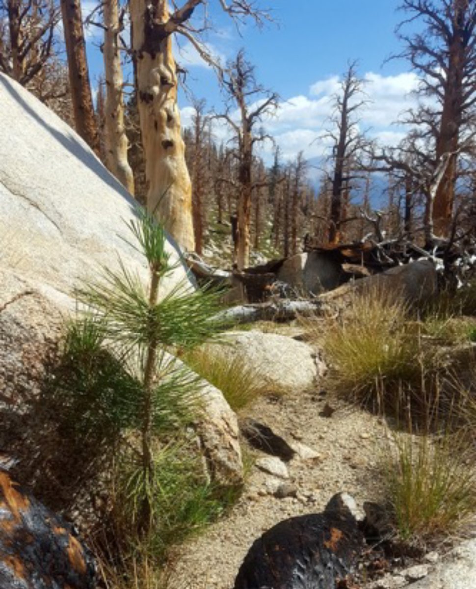 New in <a href="/ESAApplications/">Ecological Applications</a>:

Wildfire facilitates upslope advance in a shade-intolerant but not a shade-tolerant conifer

doi.org/10.1002/eap.28…

With #OpenData in <a href="/datadryad/">Dryad</a> 

#ClimateChange #RangeShifts #NSFFunded <a href="/NSF/">U.S. National Science Foundation</a> <a href="/egbrodie/">Emily Brodie</a> <a href="/Texosporium/">Jesse Miller @texosporium.bsky.social</a> <a href="/SWinsemius/">Sara Winsemius</a> <a href="/josephstewart/">Joseph Stewart</a>