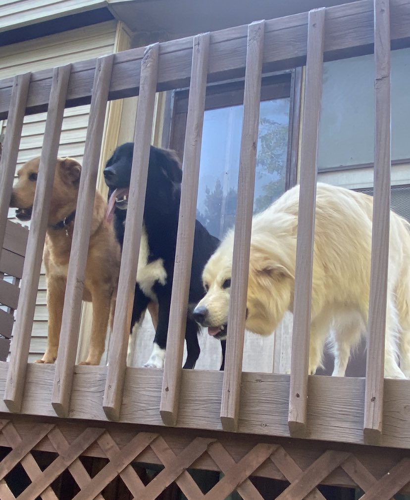 Slaurtacus's tweet photo. @Phil_Sledge Charlie Pickles #LabGolden
Otis #Pyrador
Lucy #Pyrenees
#PackLove #dogsftwitter #dogsarelove https://t.co/wjUxLKlwZY