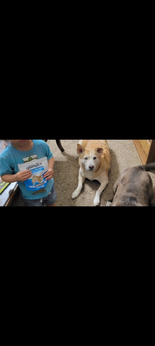 MommyJan1's tweet photo. Olaf and Mara both love these treats! They both have very sensitive stomachs and these treats dont unset their tummies!  Get yours here:https://t.co/BlmhzS2Fys https://t.co/dQH1hvGcVX