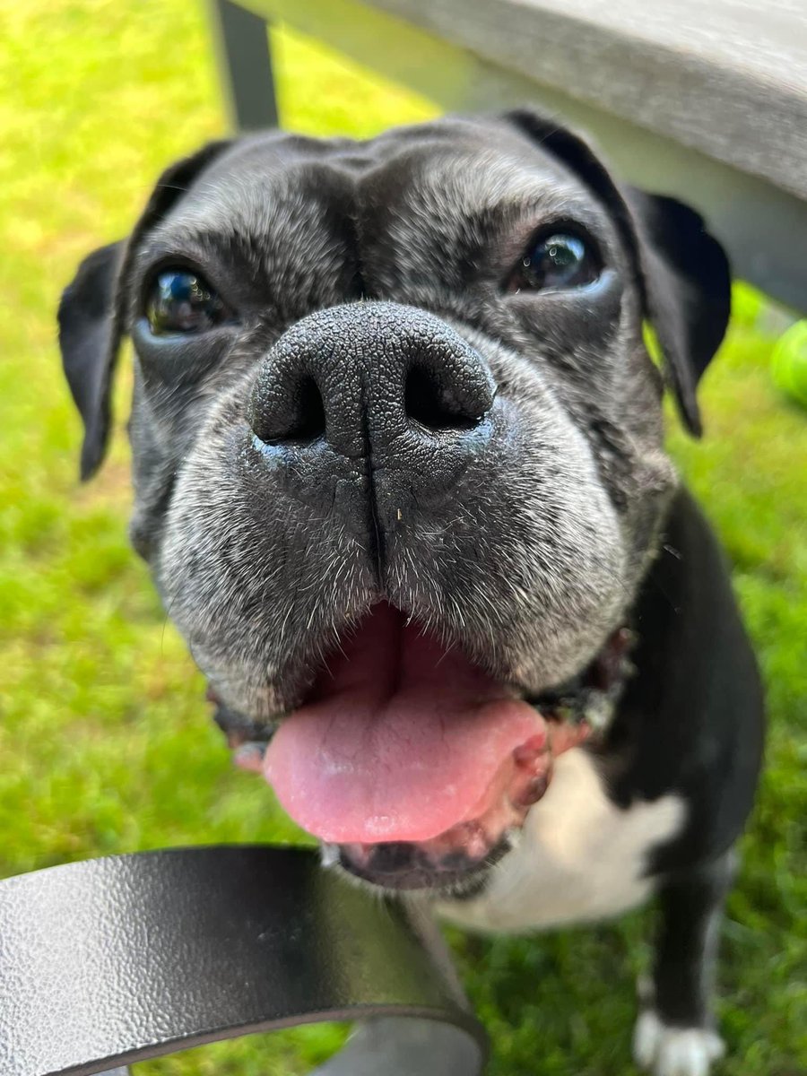 Happy Shadow girl! 

#boxerpuppy #boxerdogs #boxerlife 
#boxerlovers #boxersrock #boxersoftwitter #boxerdogsoftwitter #dogsoftwitter