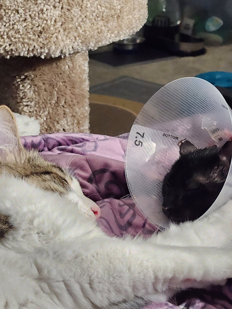VintageDoggo's tweet photo. Had a fun weekend cat sitting @BurntKitNugget for @CaptShowtime while she was helping her family. Super proud of @.thedailytorb (insta) for being an awesome big cat bro and helping keep an eye on the little guy. Here's moments I captured of them bonding #CatsOfTwitter https://t.co/ubwEgGq6j7