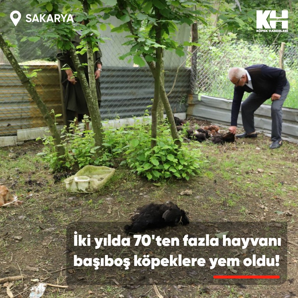 Sakarya'nın Karasu ilçesi Kızılcık Mahallesi'ne belediye tarafından bırakıldığı iddia edilen başıboş köpekler, Mustafa Bayrak'a ait  70'ten fazla tavuk ve horozu telef etti. 

Bayrak, "Geçen sene, belediye tarafından mahallemizin tepesine bırakılan köpekler, 70 tane tavuğumu