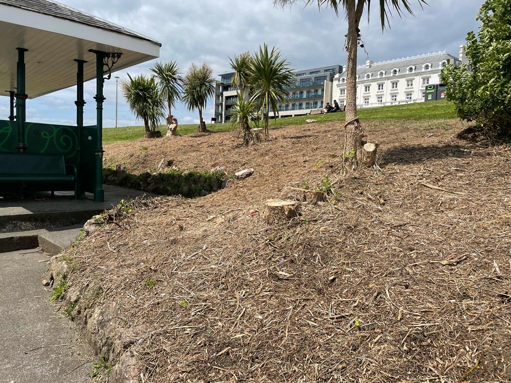 Plymouth_Live's tweet photo. Plymouth Hoe palm trees cut down by council in bid to 'stop people having sex in public' 🌴

https://t.co/6R9e6HgFMh https://t.co/NnGtmfJ8K8