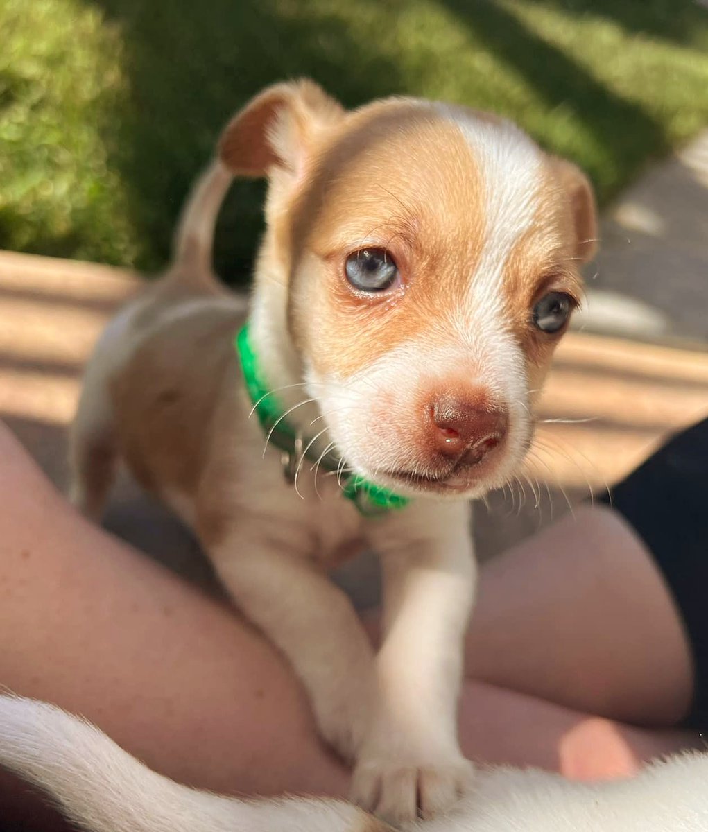 “I’ve seen a look in dogs’ eyes, a quickly vanishing look of amazed contempt, and I am convinced that dogs think humans are nuts.” 
– John Steinbeck
PAWlease supPAWt ItsieBitsieRescue.org 
#lifeinthefosterhood  #savinglives #puppyseason #fosters2022 #quotes  #gratitude