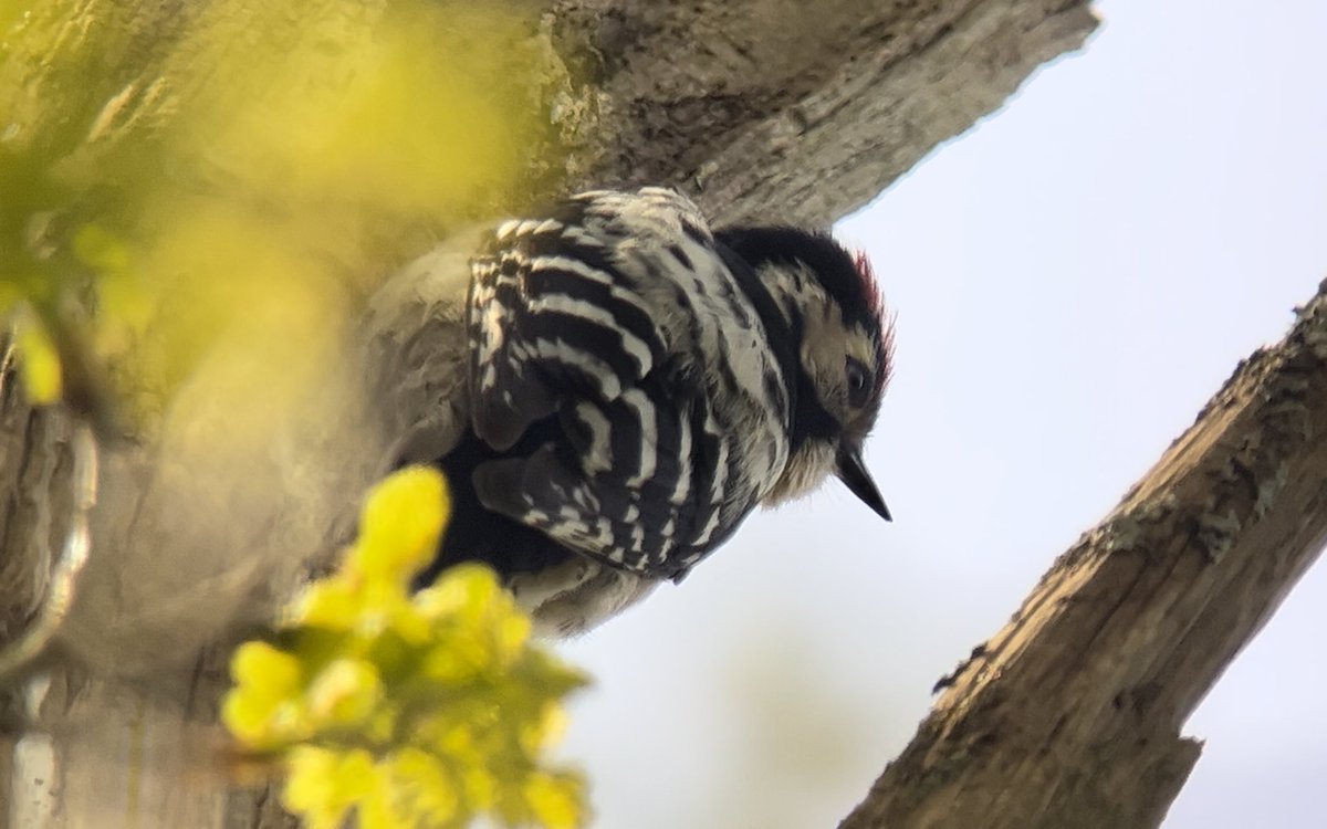#digiscoping in local woodland can be hard, but when birds are at the top of the canopy it can be rewarding! The Spotted FC was at 25x and the 🔥crest at c45x & the LSW 60x 📱#iphone13 using my #kowa883 with minor @Photoshop app touch ups. @bucksalert @KowaOptics @phoneskopebirds