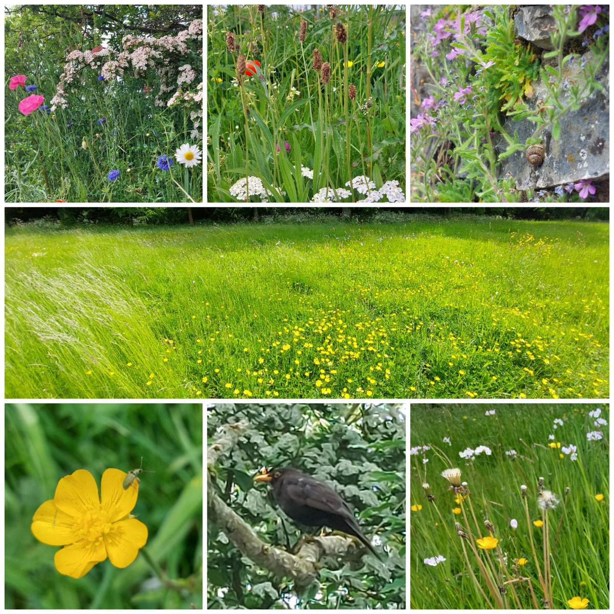 What a wonderful campus we have @MaynoothUni  @GreenCampus_MU 😊💚
So very lucky to be able to enjoy this and more during any day
#appreciation #MUbioDay23