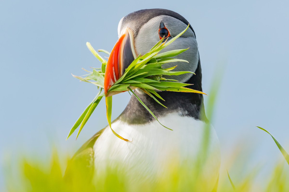 Making the bed 😊📸
#lunga #puffin #puffins #TwitterNatureCommunity #NaturePhotography #visitscotland
#BBCWildlifePOTD #wildlifephotography #birding 
#WednesdayMotivation #BirdsOfTwitter #visitscotland #twitterNaturePhotography #TwitterNatureCommunity #birdwatching #scotland