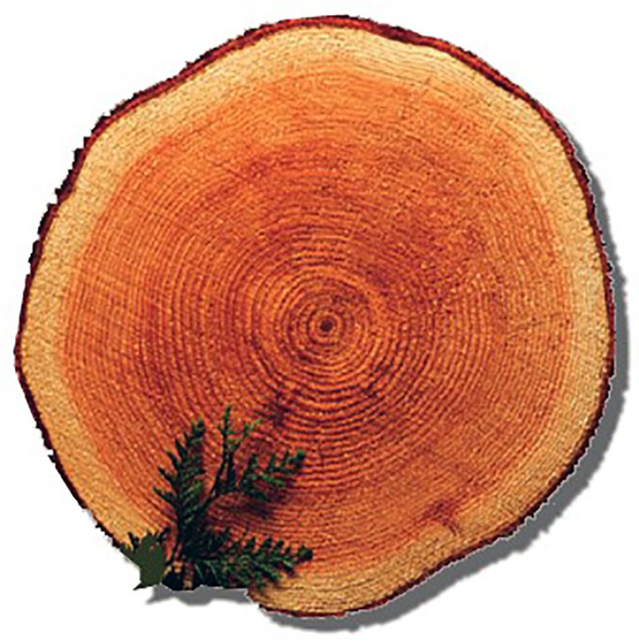 📢Flex your #Dendroecology skills with the Canadian Forest Service! Based in Edmonton, you'll work with a team of scientists, technicians, analysts and decision makers to carry out research that helps #forest management, forest resilience and #ClimateChange. (RT PLS)
